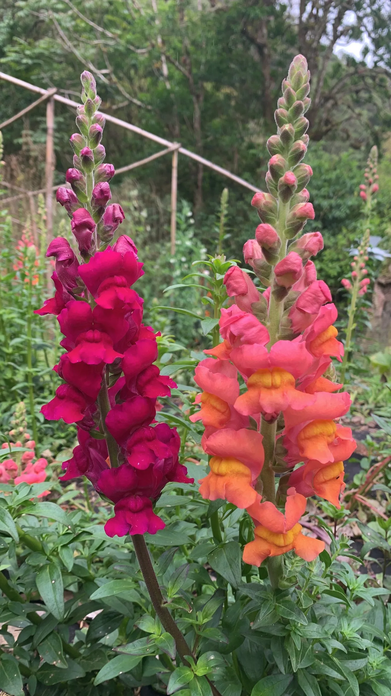 Two snapdragon spikes, raspberry pink and orange, in the garden at Wild on the Farm