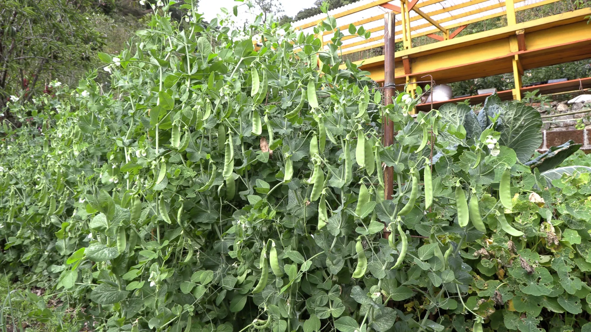 Snow peas heavy with pods on their trellis in the garden at Wild on the Farm