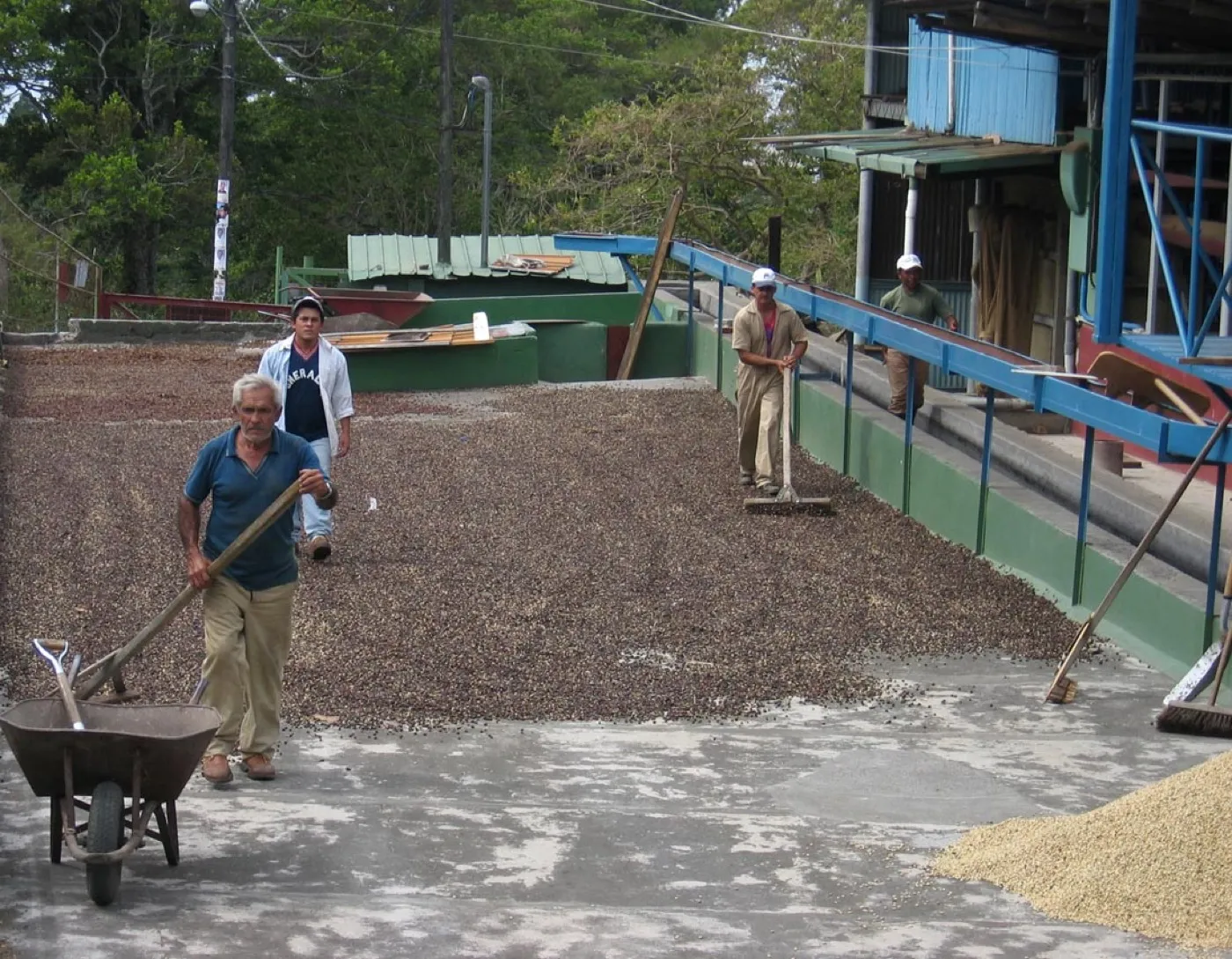 Traditional coffee sun-drying at a Boquete patio