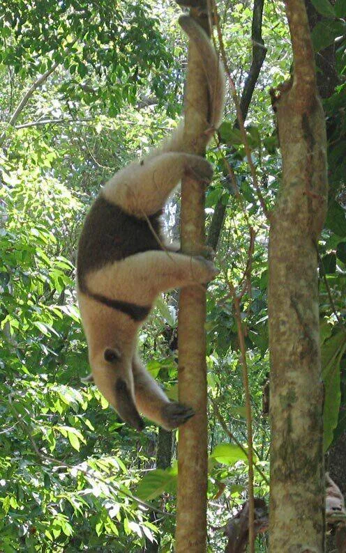 A northern tamandua climbing a tree