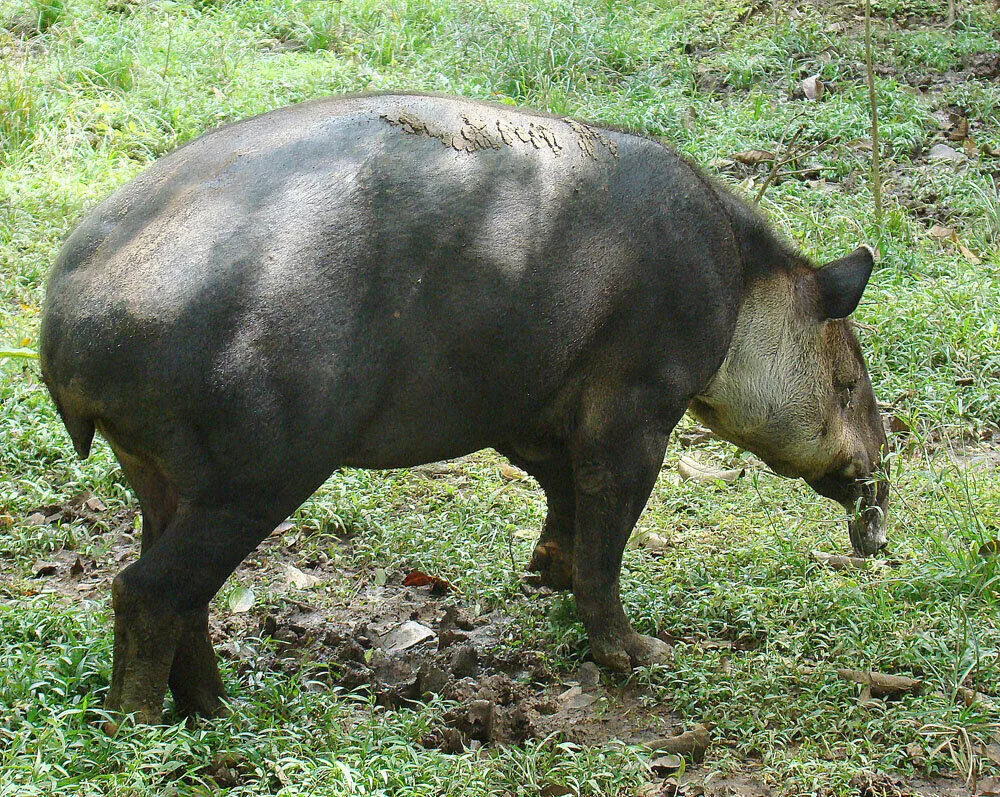 A Baird's tapir, the largest land mammal in Central America