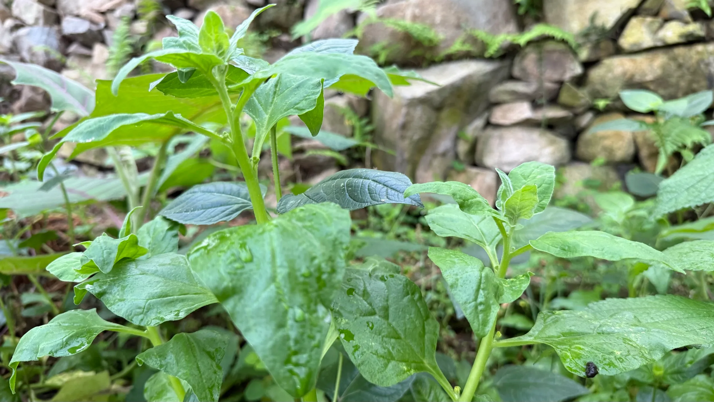 The fleshy leaves of New Zealand spinach in front of a stone wall at Wild on the Farm