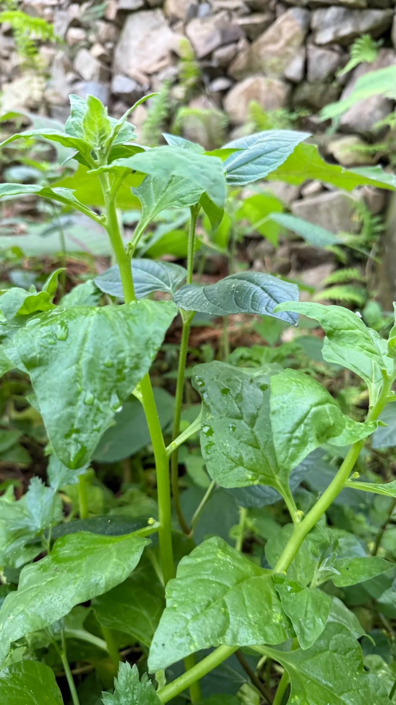 Our New Zealand spinach at the foot of a low stone wall