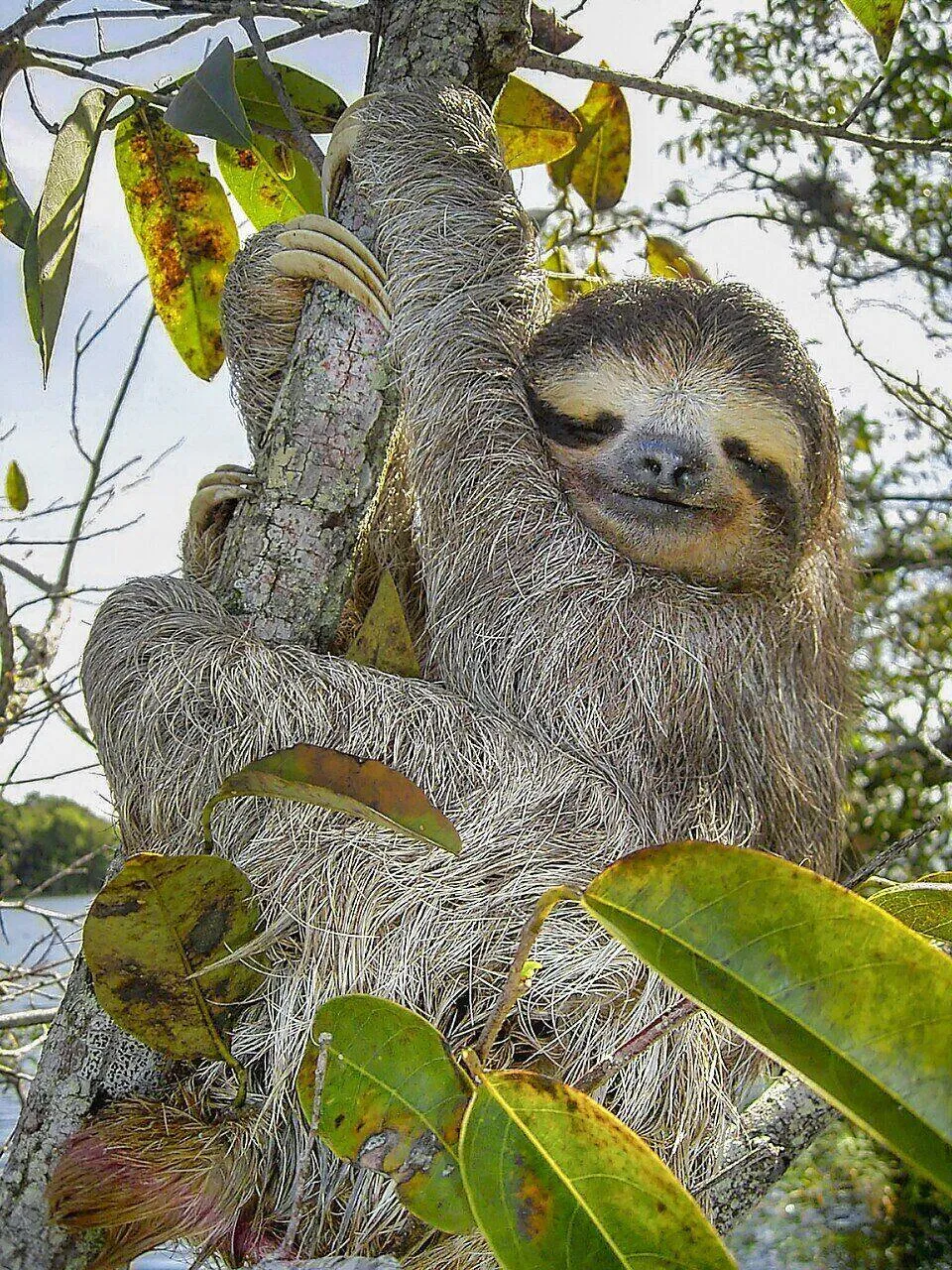 A brown-throated three-toed sloth