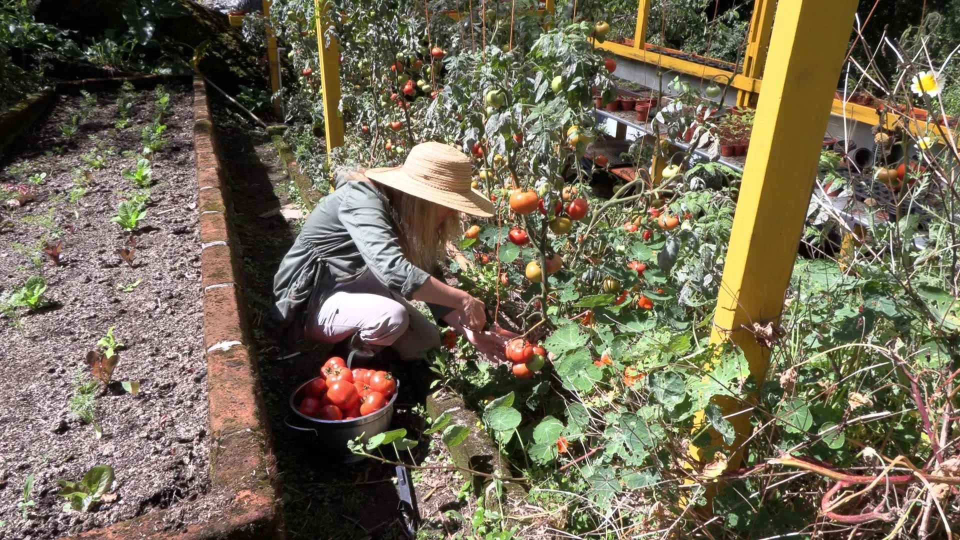 Picking ripe tomatoes in the garden at Wild on the Farm