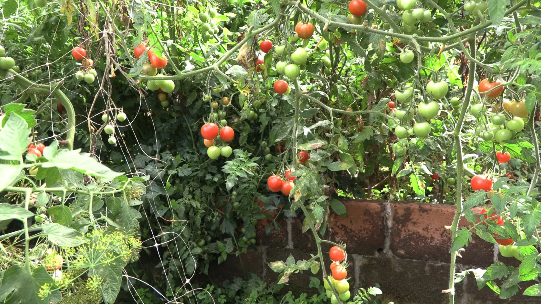 Trusses of tomatoes at every stage of ripeness