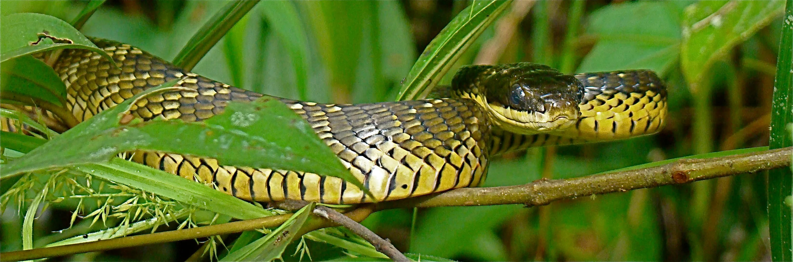 A patterned snake resting along a branch