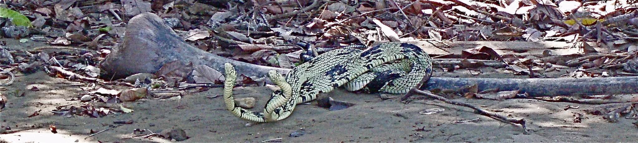 A pale, dark-blotched snake coiled beside a fallen log