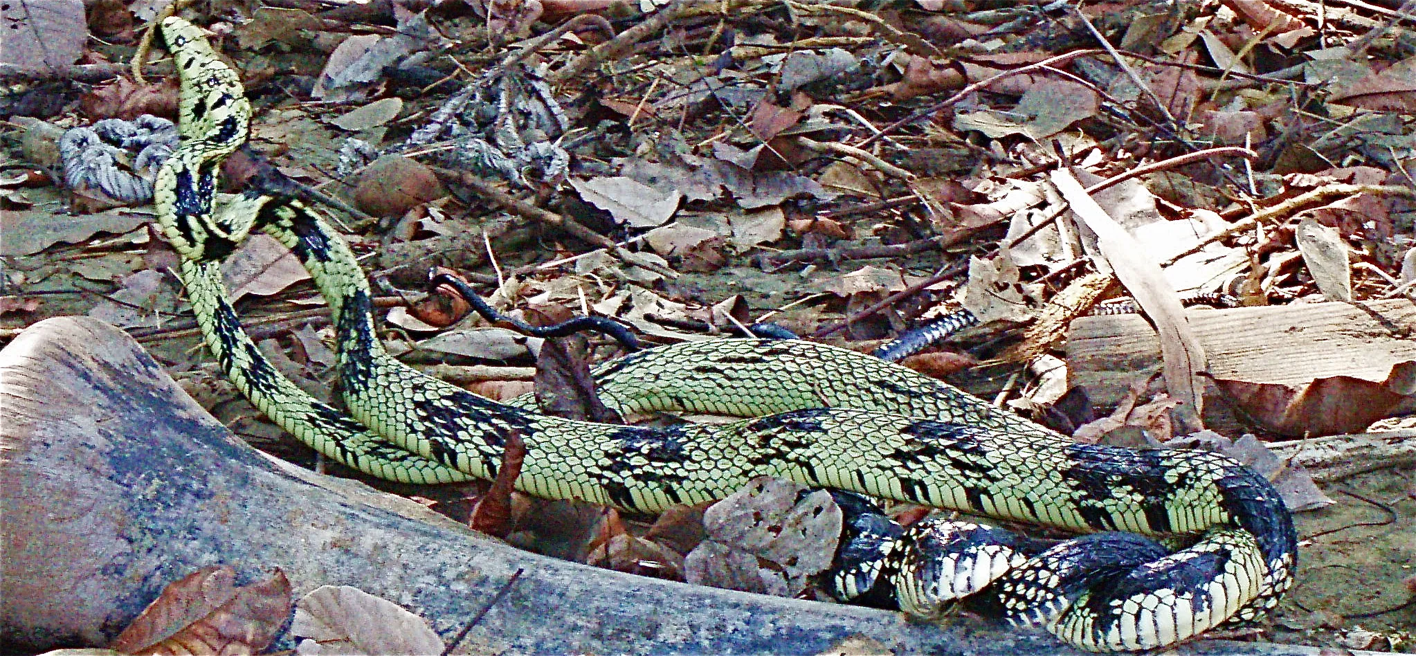 A pale, dark-blotched snake stretched along sun-dappled leaf litter