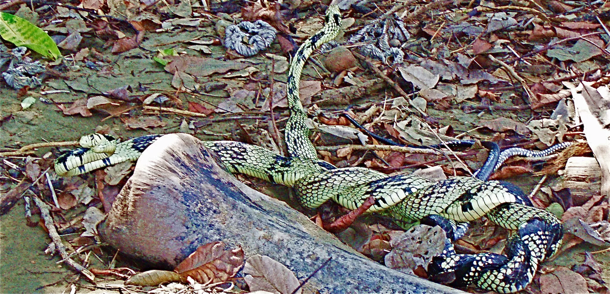 A pale, dark-blotched snake gliding over a weathered log