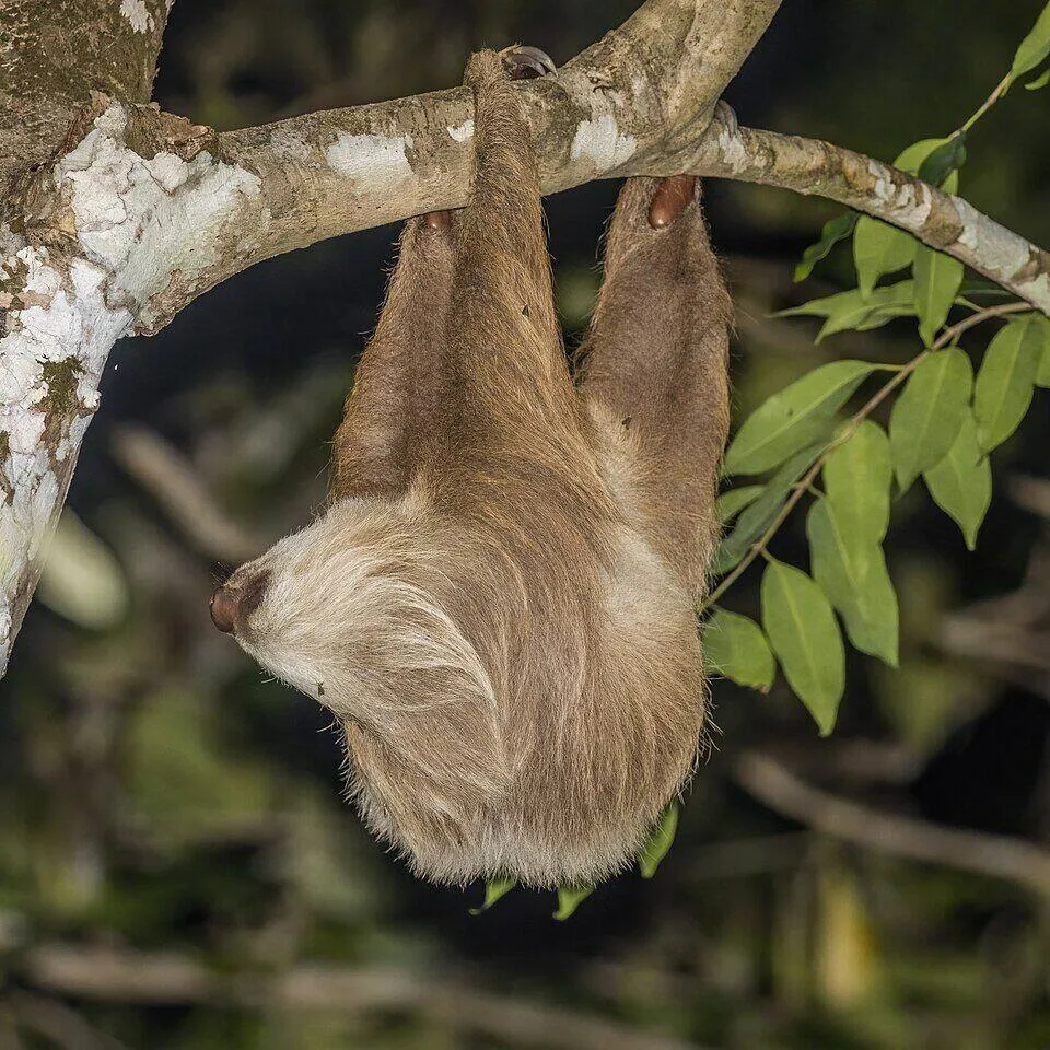 A Hoffmann's two-toed sloth