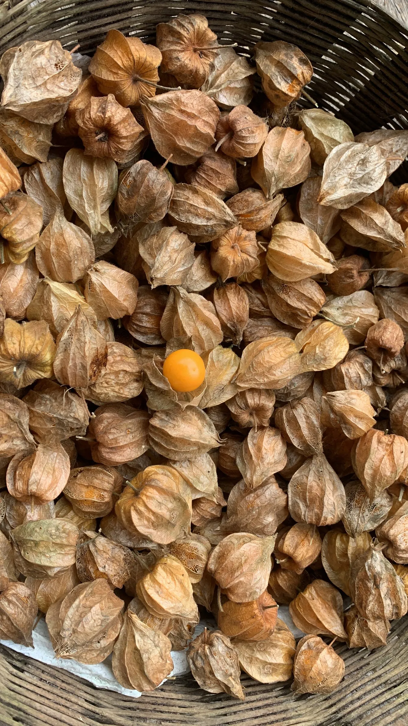 A basket of uchuvas in their dry lanterns, one opened to show its golden fruit