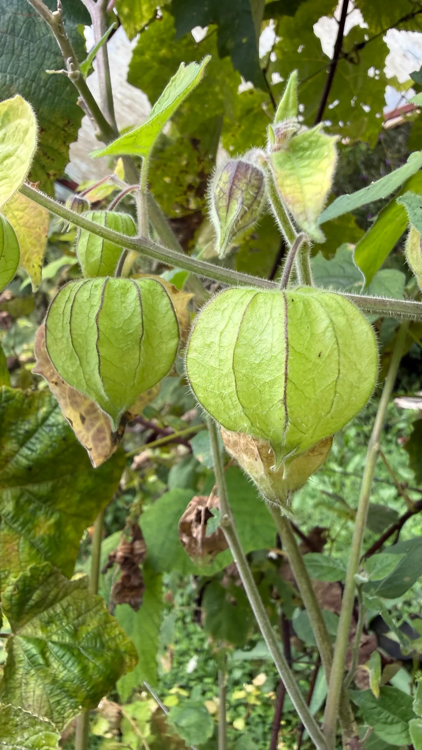Still-green uchuvas in their lanterns, on the plant