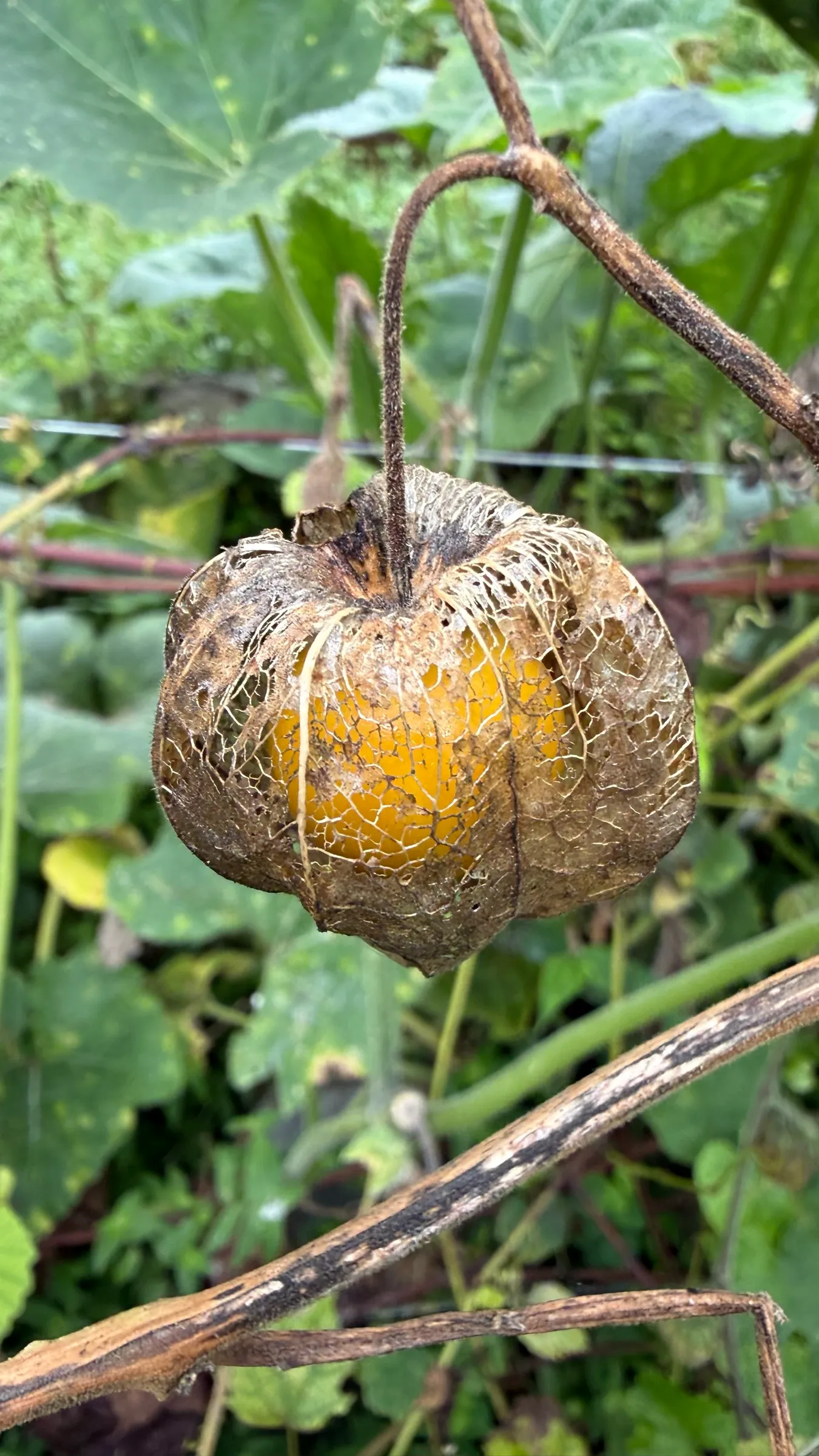 A ripe uchuva in its paper lantern at Wild on the Farm