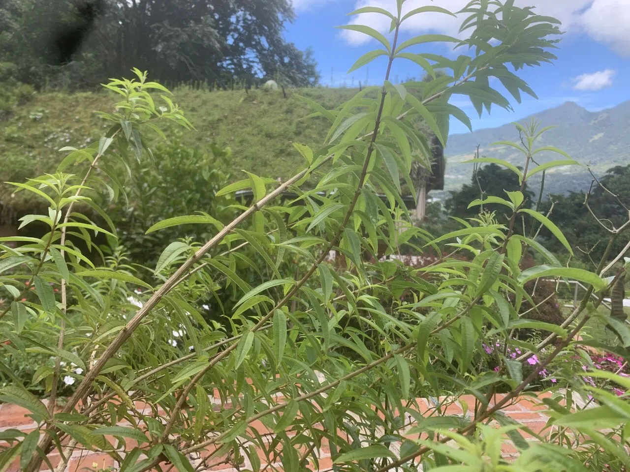 Lemon verbena growing in the garden at Wild on the Farm