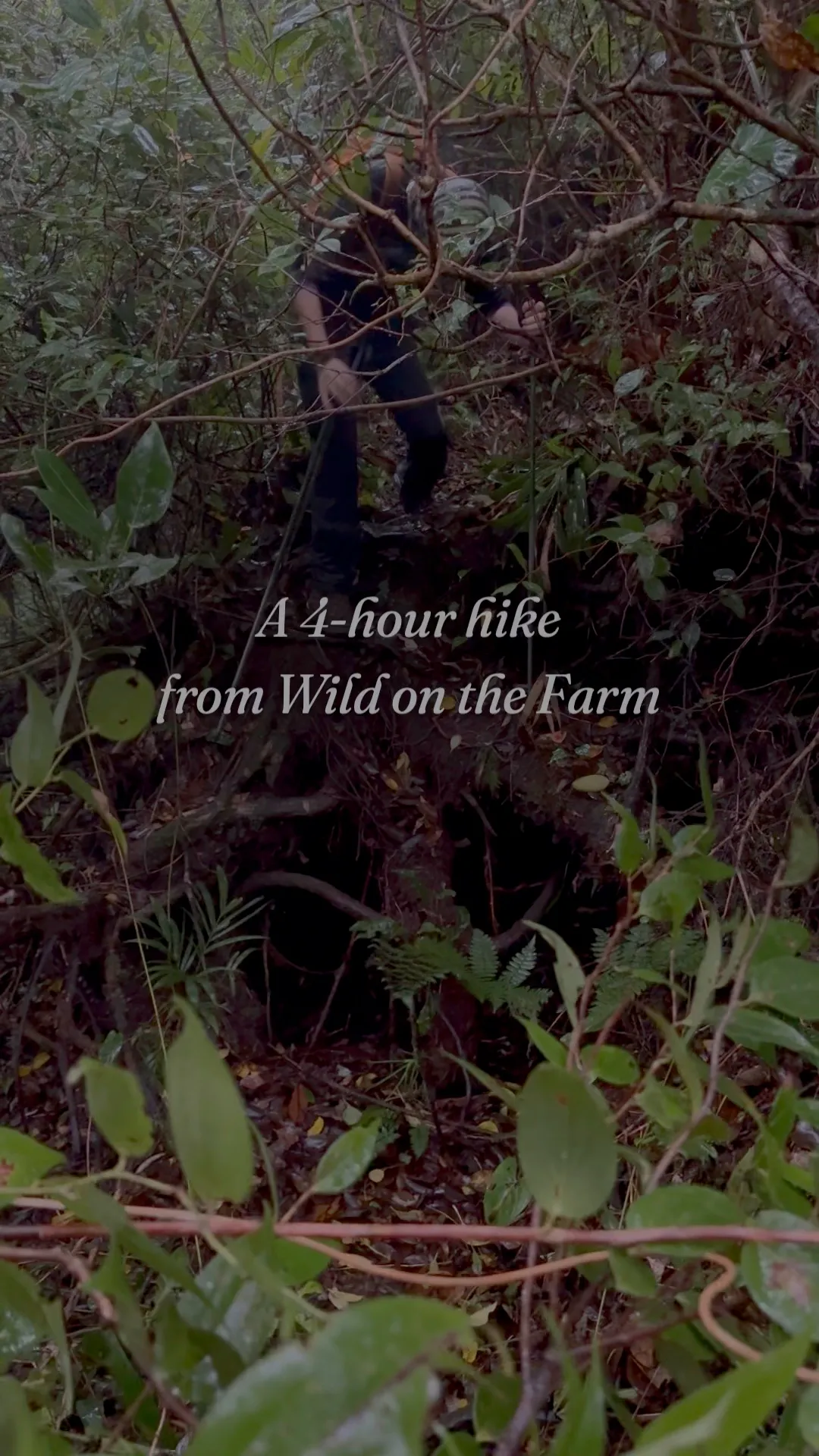Video: a 4-hour hike from Wild on the Farm