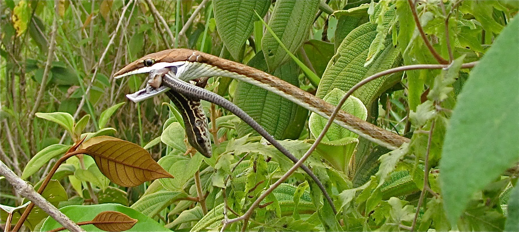 A brown vine snake swallowing an anole lizard in the Panamanian jungle