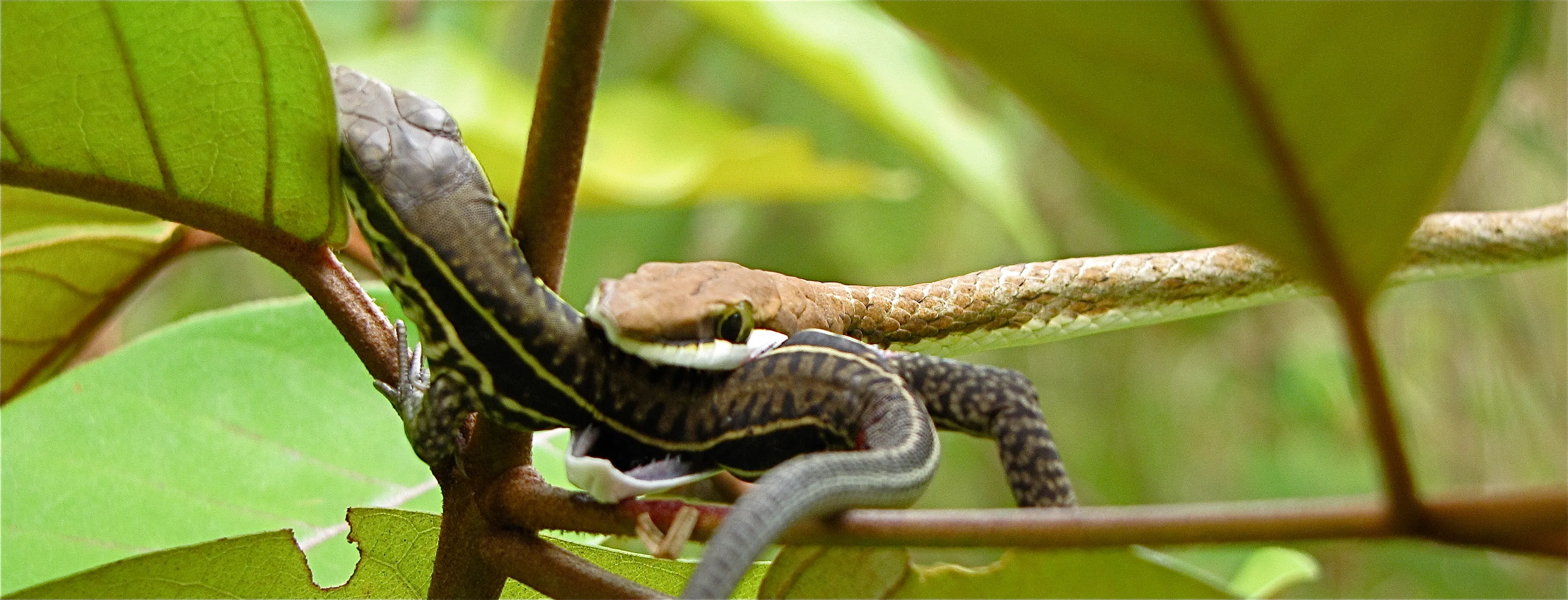 A snake that has caught a hummingbird, its wings still spread