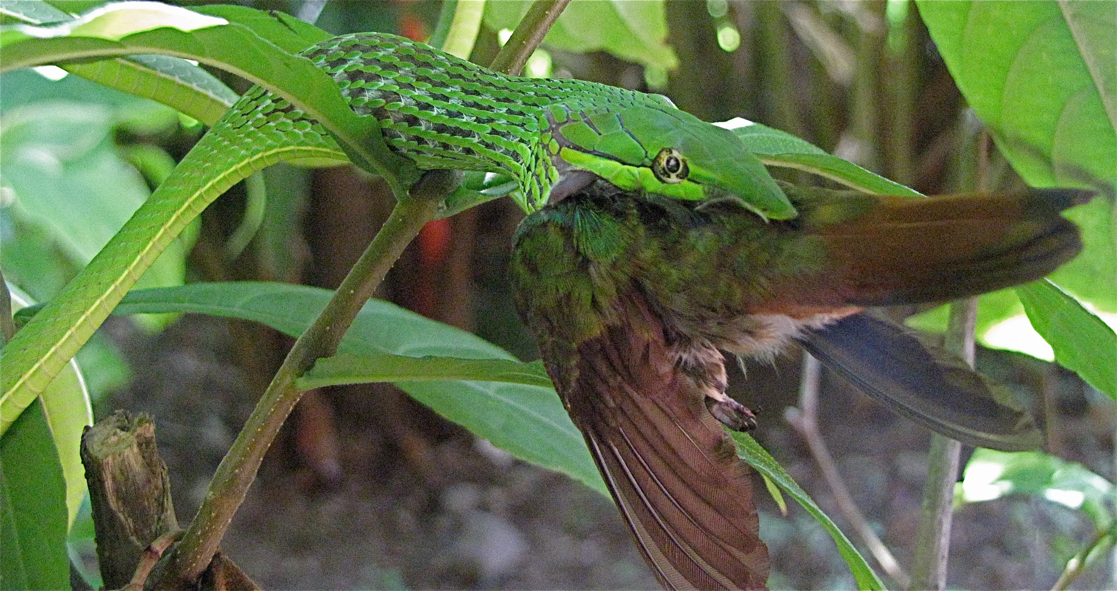 A green snake swallowing a hummingbird headfirst among green leaves