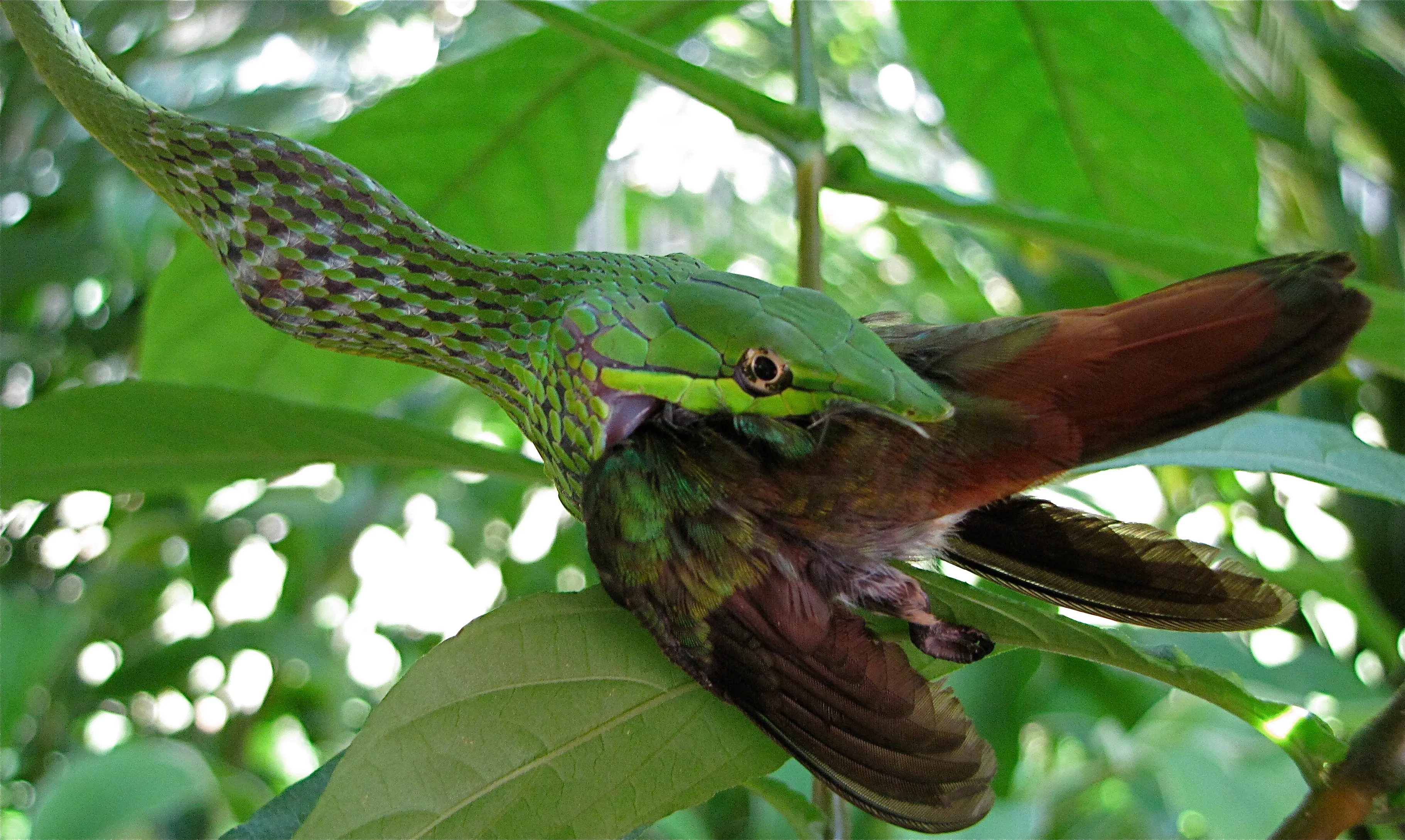 A green snake with a hummingbird held in its jaws