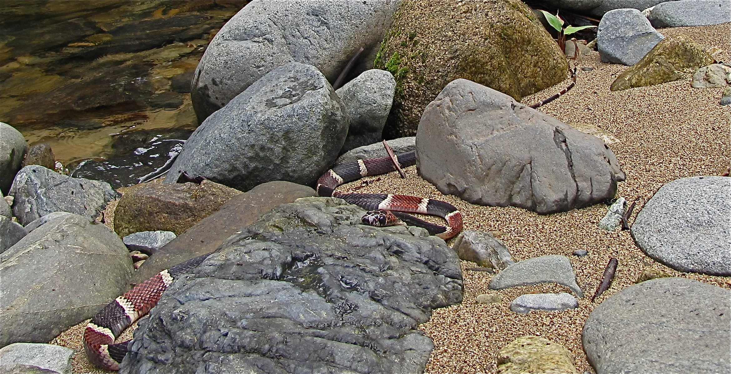 A snake with a lizard caught in its jaws, tangled in low branches