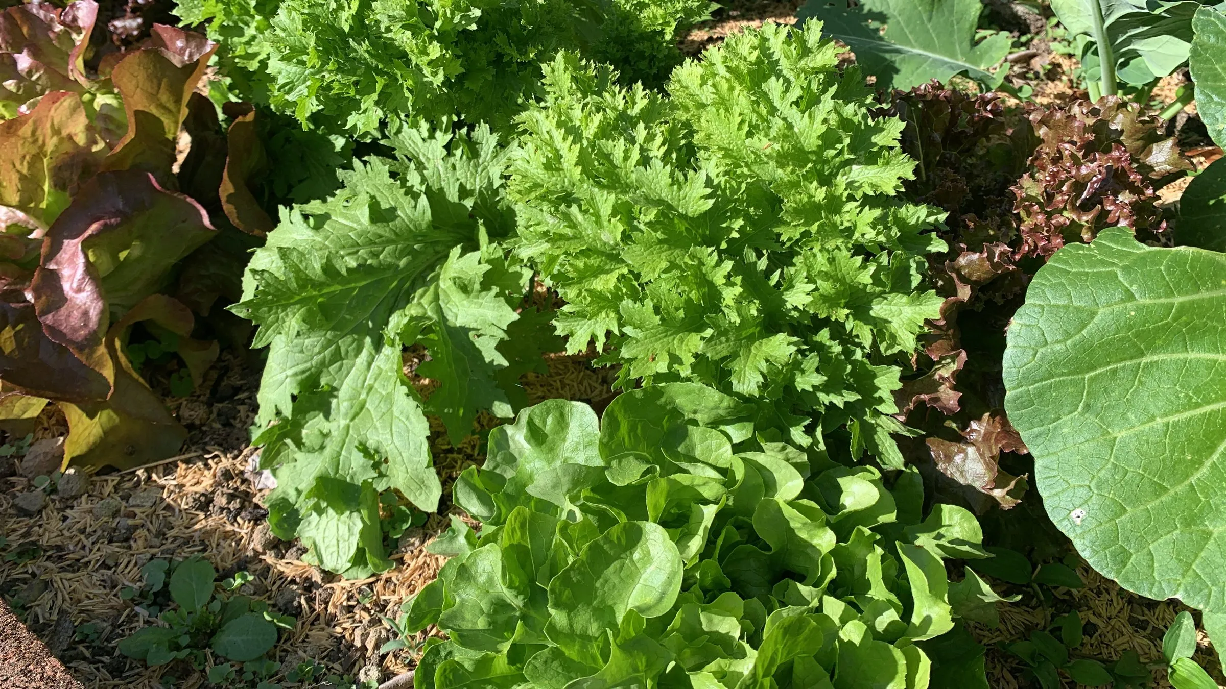 Frilly-leaved wasabina among the lettuces at Wild on the Farm