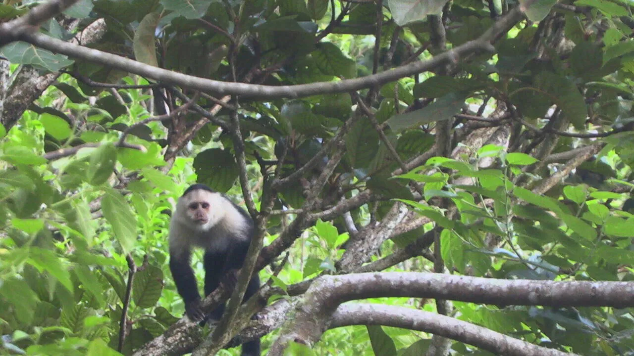 A white-faced capuchin monkey foraging on the property