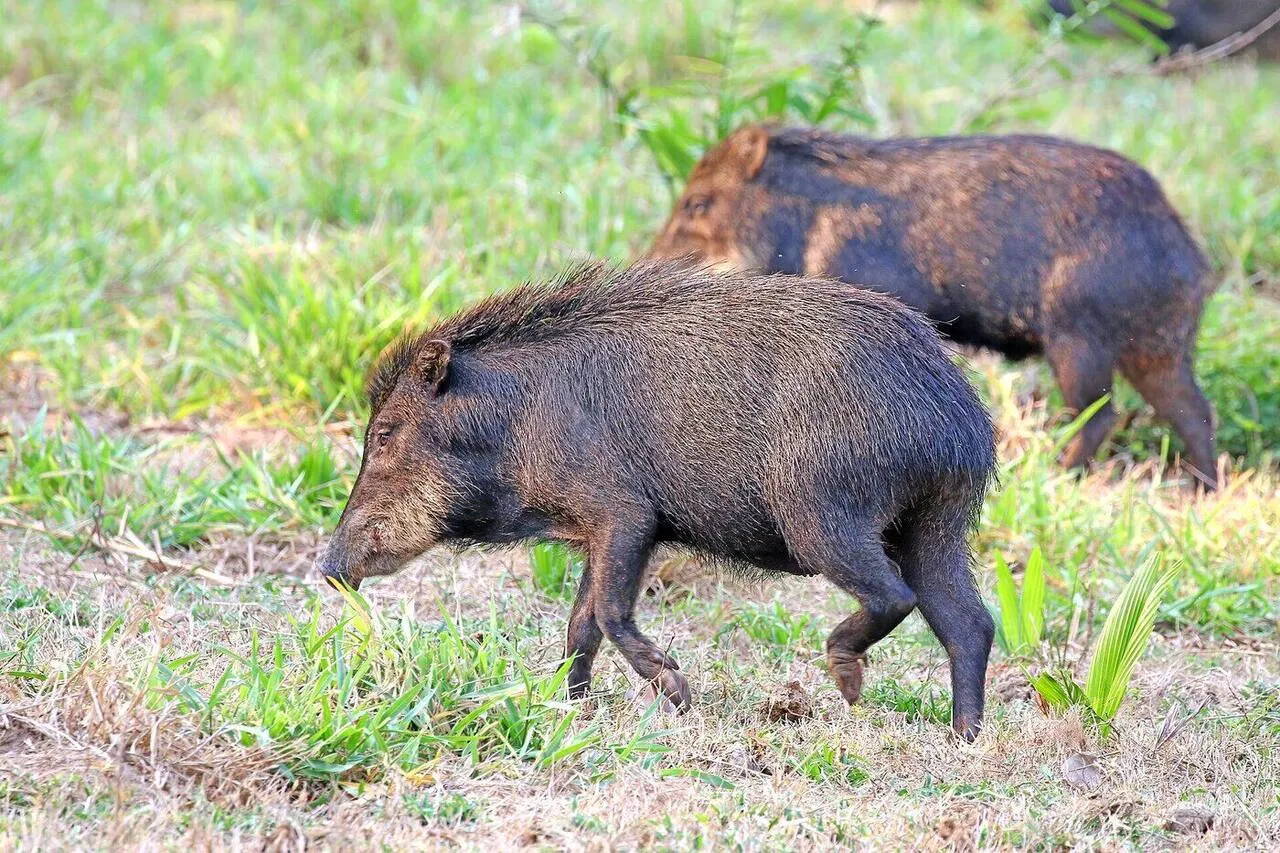 A herd of white-lipped peccaries