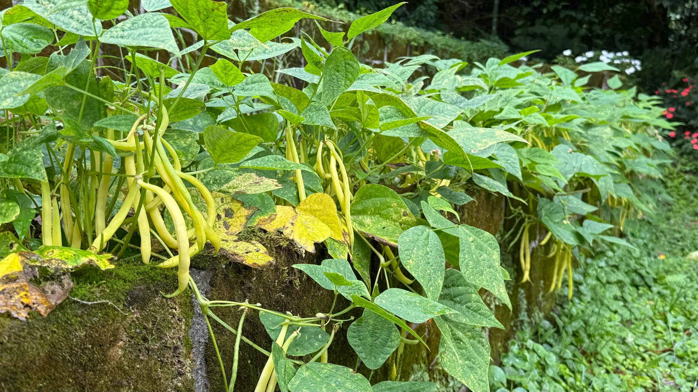 Yellow wax beans heavy with pods in a raised bed at Wild on the Farm