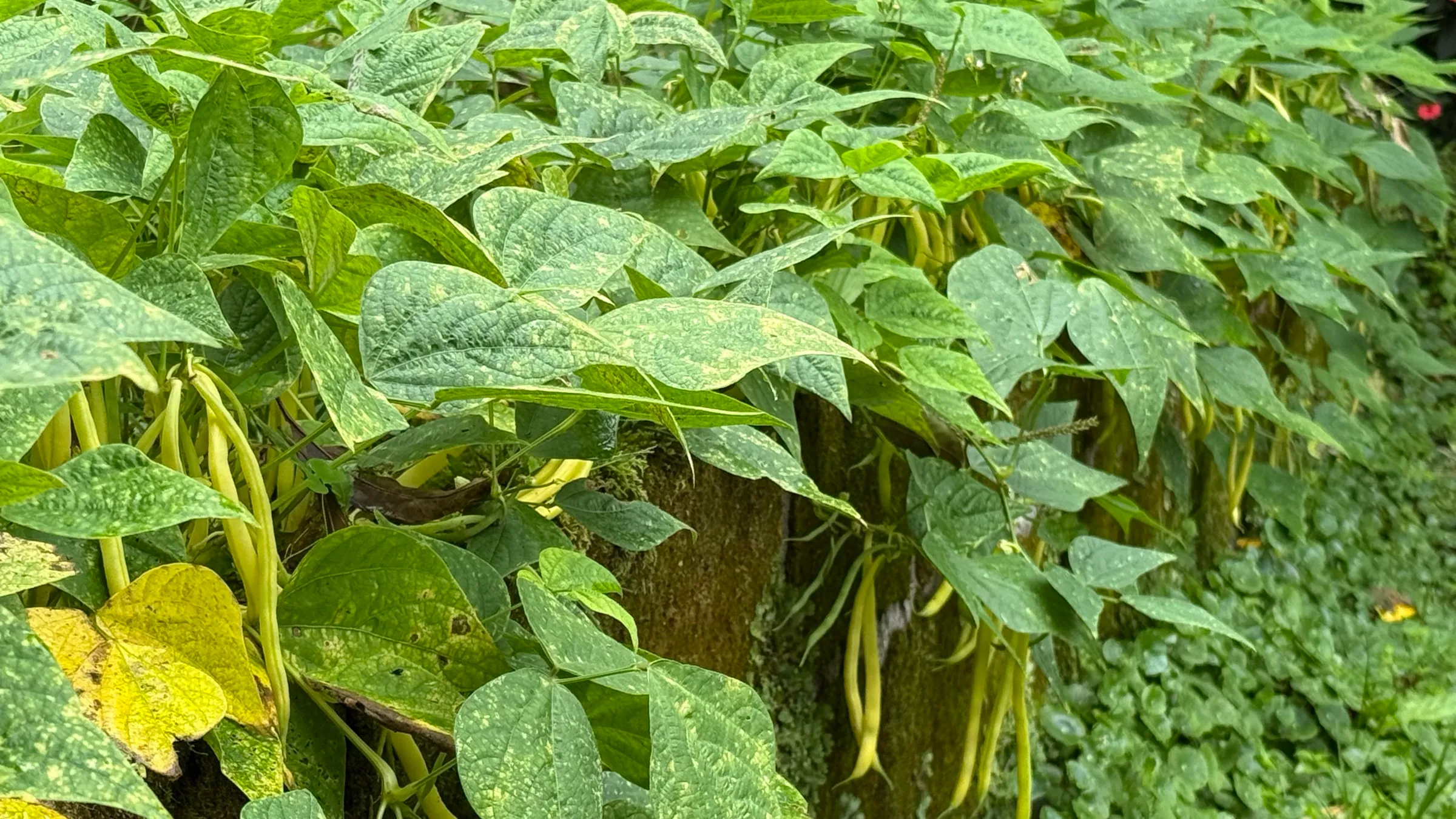 The yellow pods clearly visible beneath the leaves