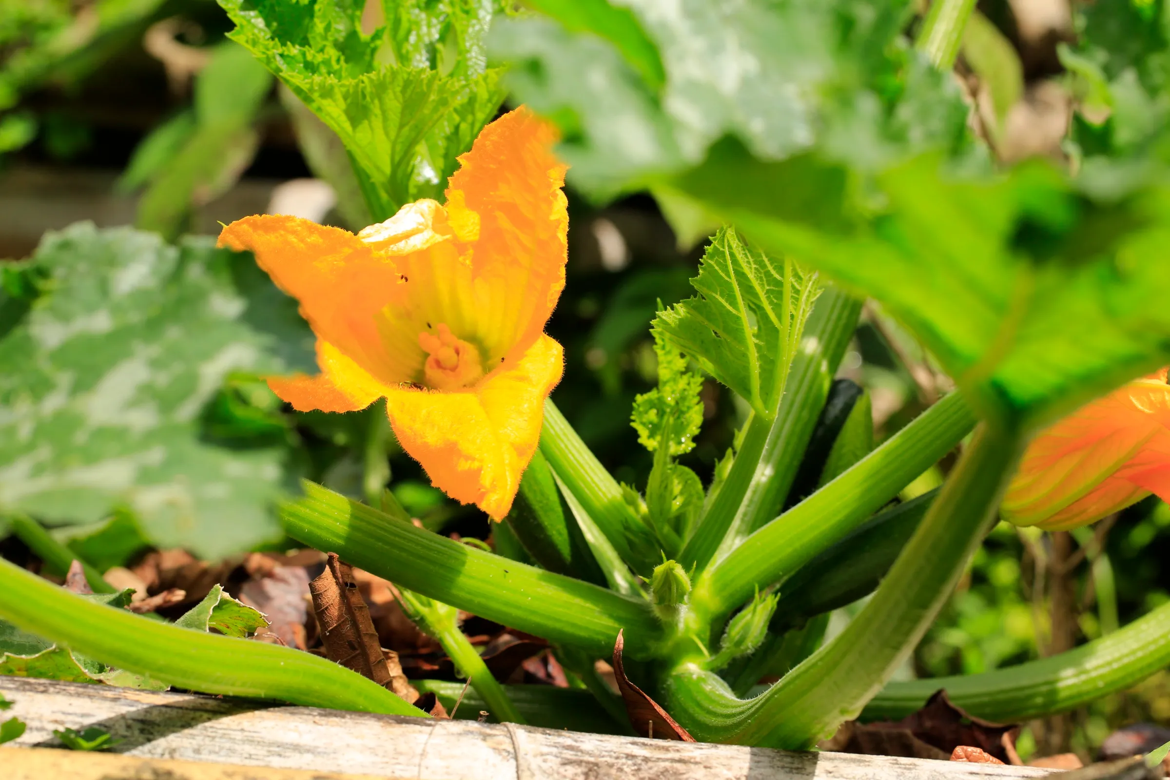 A zucchini plant in flower at Wild on the Farm